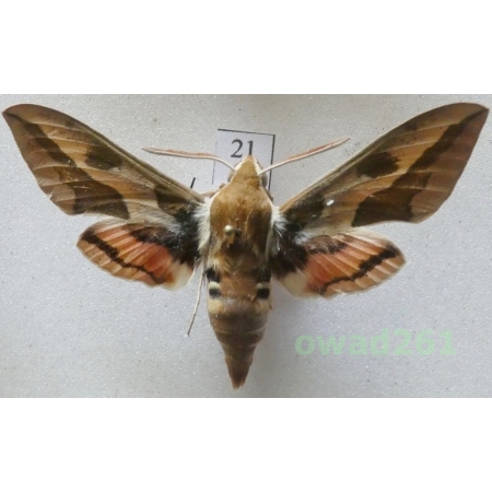 Hyles euphorbiae (Linnaeus, 1758) Czech21